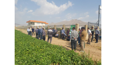 برگزاری کارگاه آموزشی کشت ردیفی لوبیا با آبیاری تیپ در شهرستان شازند