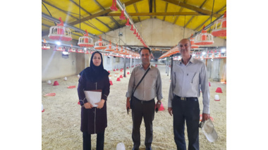 بازدید از واحدهای پرورش مرغ گوشتی شهرستان شازند برای جمع‌آوری داده‌های انرژی
