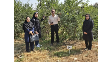 بازدید نمایندگان مرکز ملی مدیریت منابع ژنتیکی و مؤسسه تحقیقات علوم باغبانی از کلکسیون ژرم‌پلاسم انار ایران در ساوه