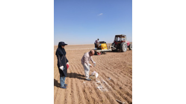 عملیات کاشت گندم در سال دوم اجرای پروژه در روستای نجف  آباد آشتیان