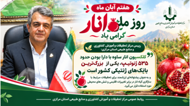 کلکسیون ژنتیکی انار ساوه؛ پشتوانه‌ای ارزشمند برای مقابله با تغییرات اقلیمی