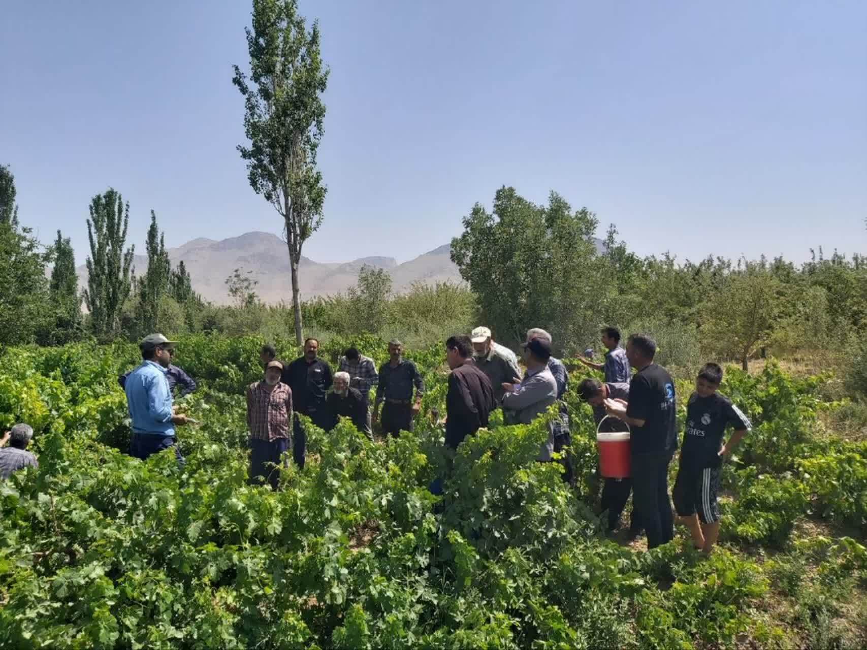 برگزاری روز انتقال یافته‌های مبارزه با آفات و تغذیه باغات انگور در بخش زالیان شازند