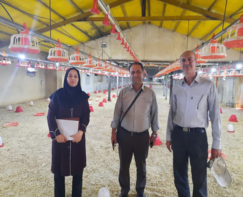 بازدید از واحدهای پرورش مرغ گوشتی شهرستان شازند برای جمع‌آوری داده‌های انرژی