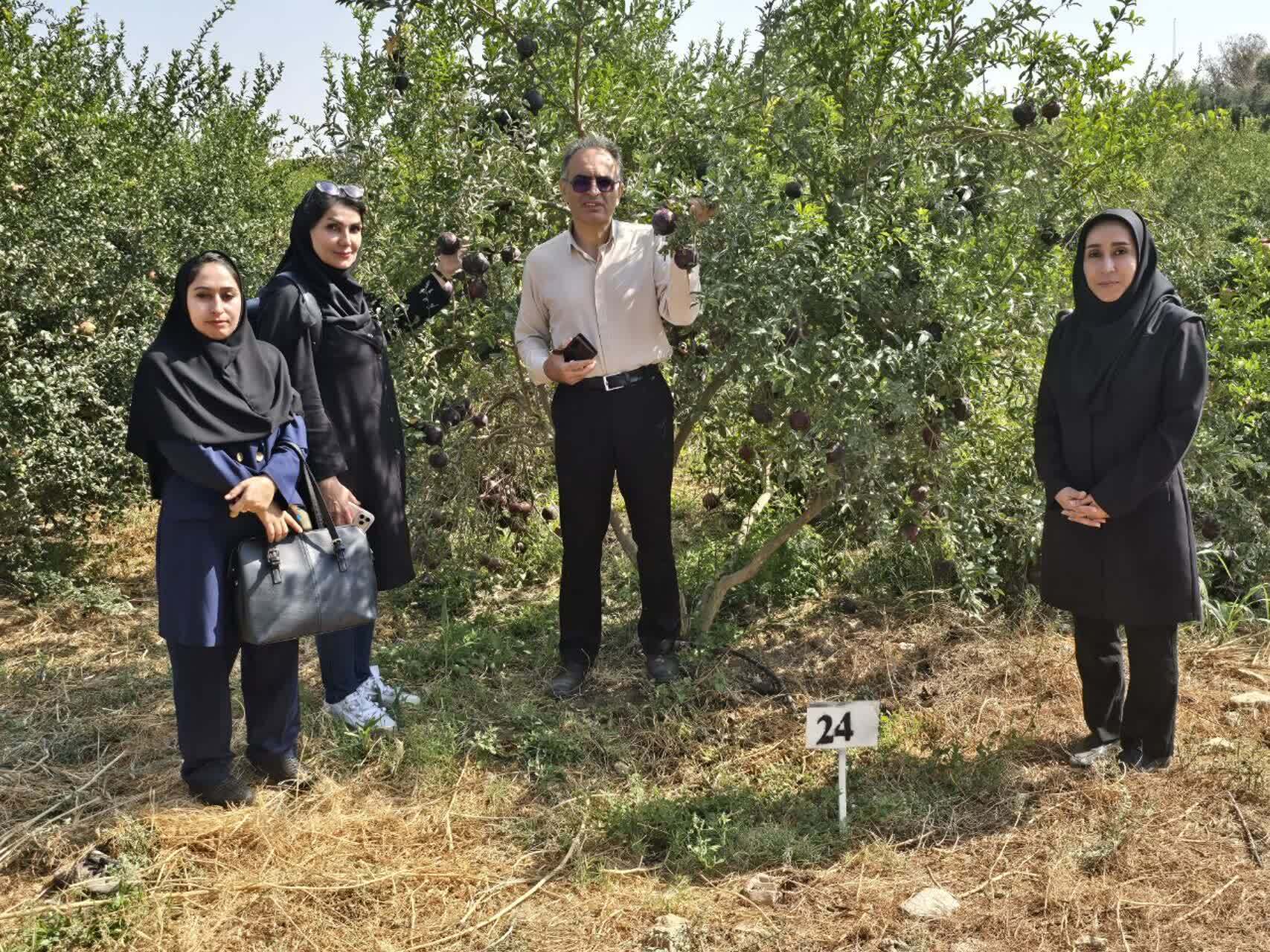 بازدید نمایندگان مرکز ملی مدیریت منابع ژنتیکی و مؤسسه تحقیقات علوم باغبانی از کلکسیون ژرم‌پلاسم انار ایران در ساوه